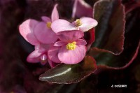 /album/fotogaleria-fotografia-macro/gfttt-11-640x480-jpg/